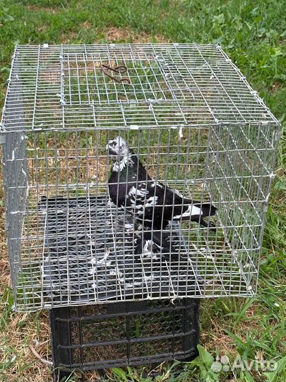 Голуби узбеки двухчубые