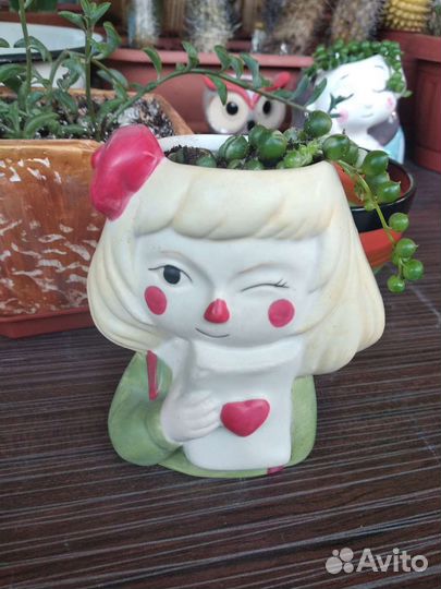 Крестовник в милом горшочке