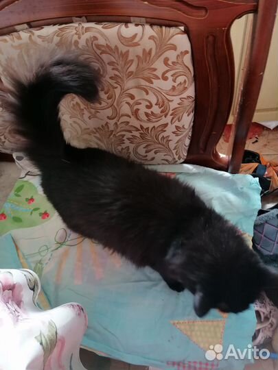 Отдам кошку