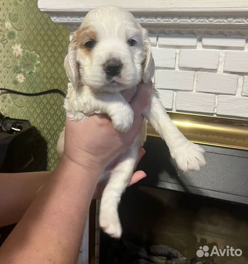 Щенки кокер спаниеля