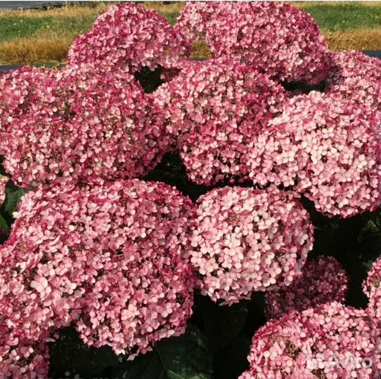 Гортензия Свит Анабель, Пинк Анабель 2