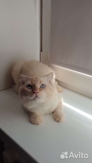 Шотландские котята длинношерстные