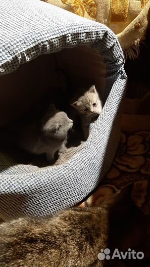 Отдам в добрые руки