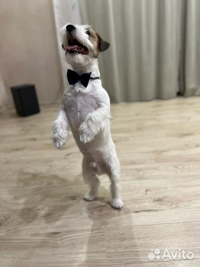 Вязка Джек-рассл-терьер жестко-шерстный