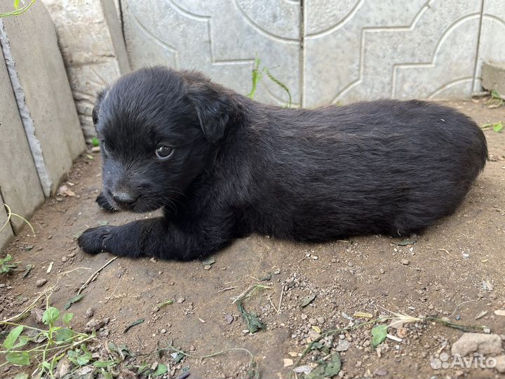 Щенята бесплатно в добрые руки
