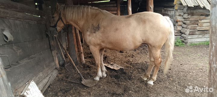 Продам лошадь
