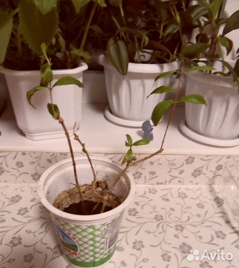 Спатифиллум Мята Хлорофитум Традесканция Кактус