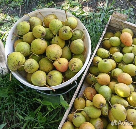 Груша сладкая