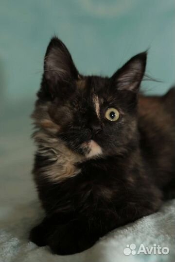 Котенок в добрые ручки