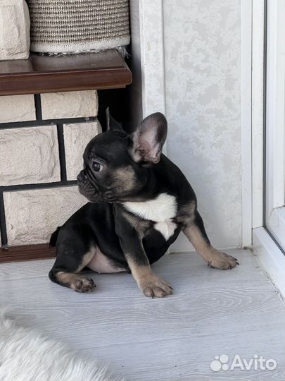 Две девочки