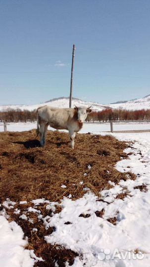 Корова высокоудойная
