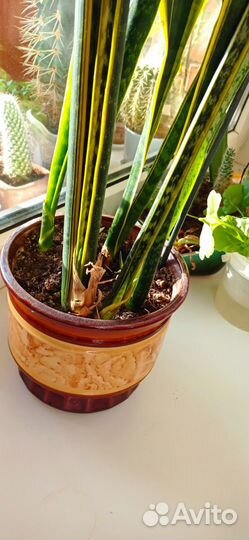 Комнатные растения