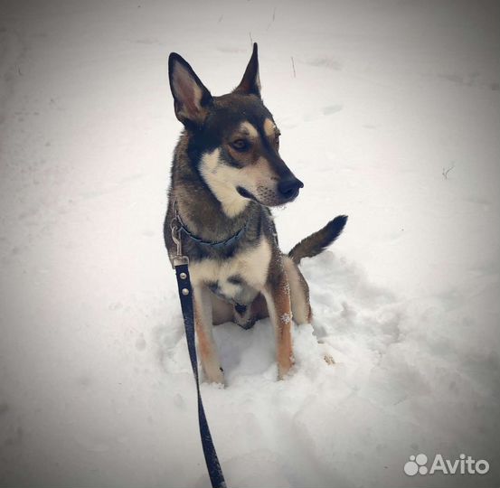 Волкособ в добрые руки