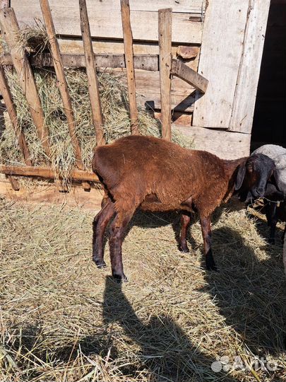 Овцы бараны ягнята