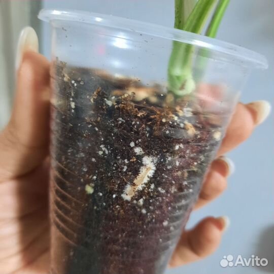 Монстера рафидофора вар