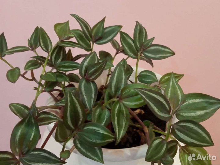 Традесканция зебрина