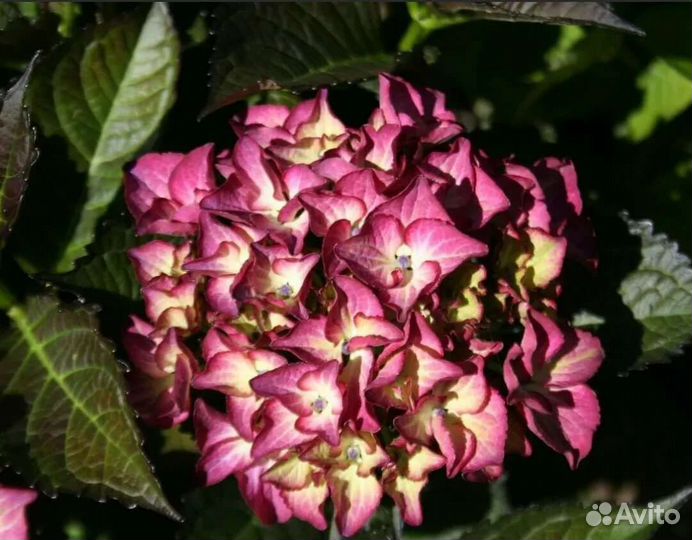 Гортензия крупнолистная саженцы