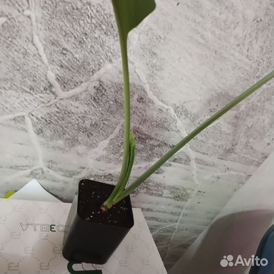 Эухарис амазонская лилия