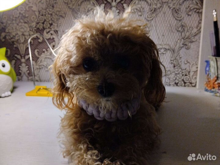 Ошейник на заказ ручной работы для собак