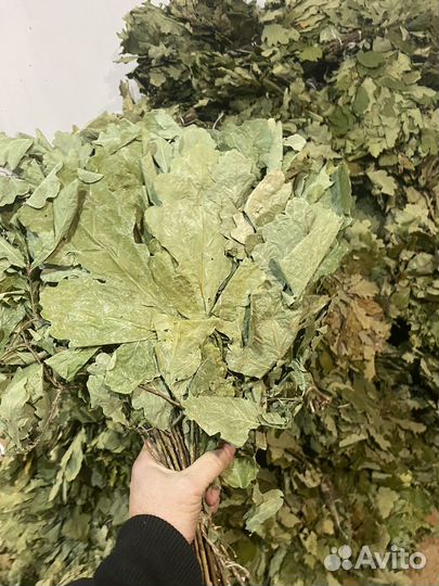 Дубовые веники для бани 2024г