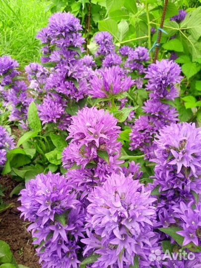 Астильба, колокольчик скученный