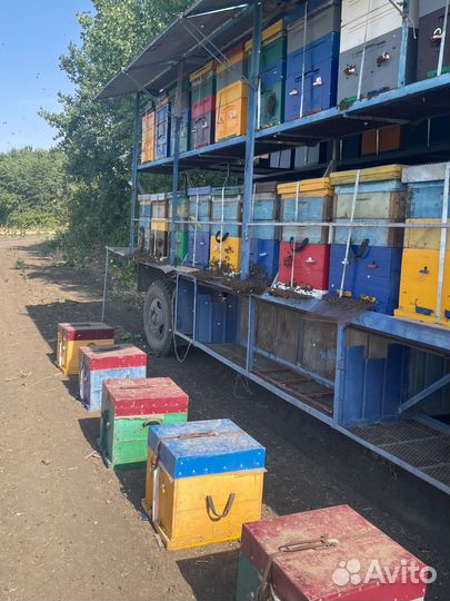 Мед (сбор 2024)