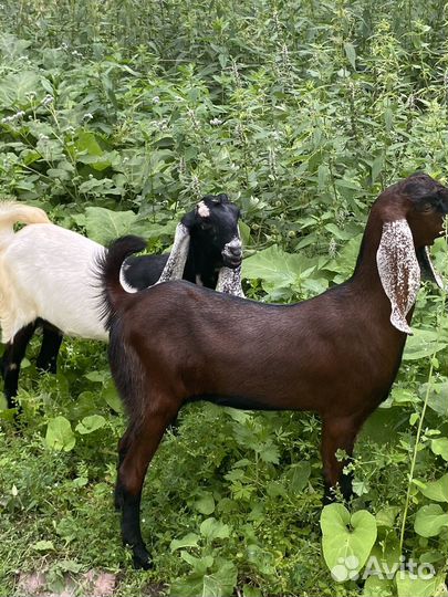 Козочки камори 75