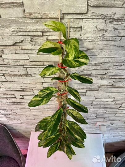 Рафидофора Элиптика вариегатная