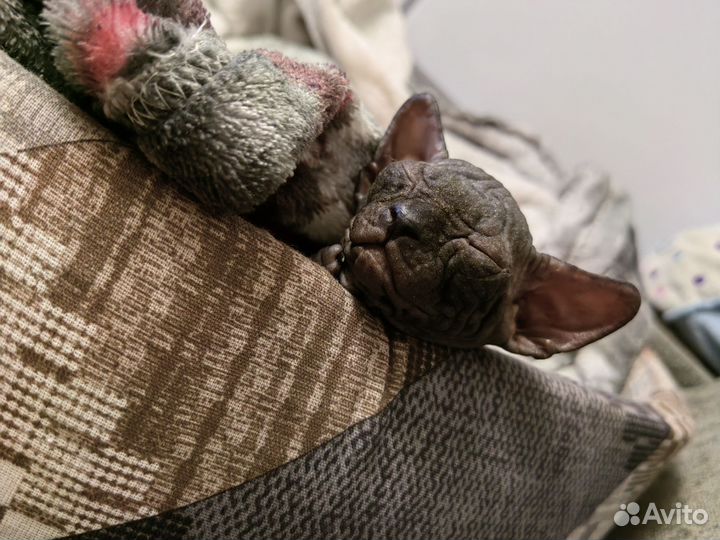 Канадский сфинкс