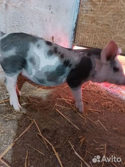 Поросята