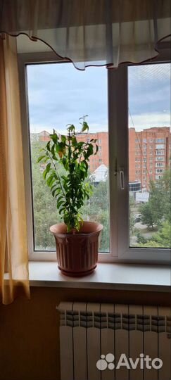 Лимонное дерево