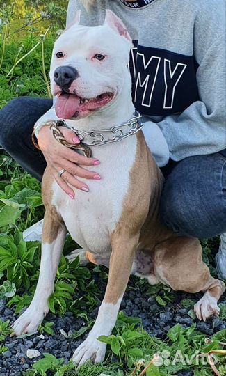 Американский Стаффордширский терьер вязка