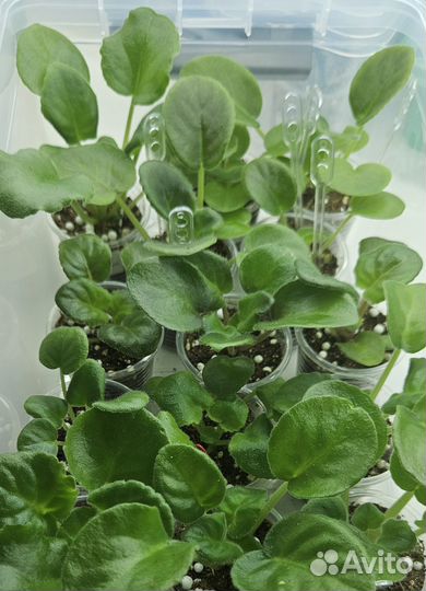 Детки сортовых фиалок 5+1