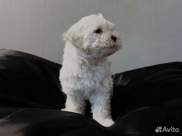 Щенки той-пудель