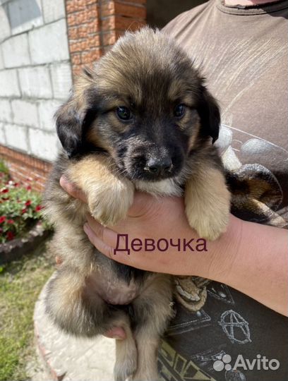Собаки щенки шпиц+русский спаниель