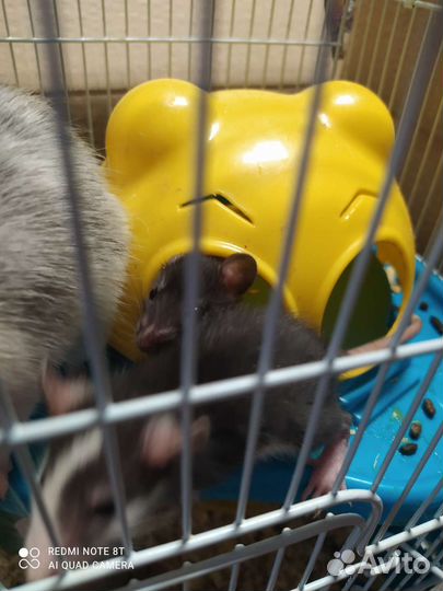 Крысята дамбо