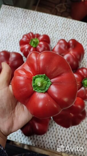 Семена коллекционных перцев