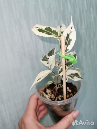 Фикусы сортовые