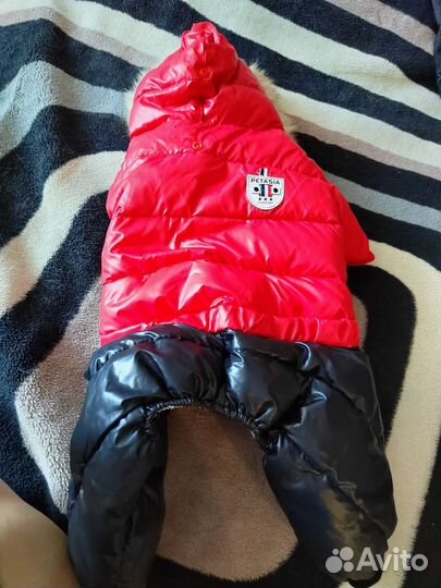 Одежда для маленькой собаки