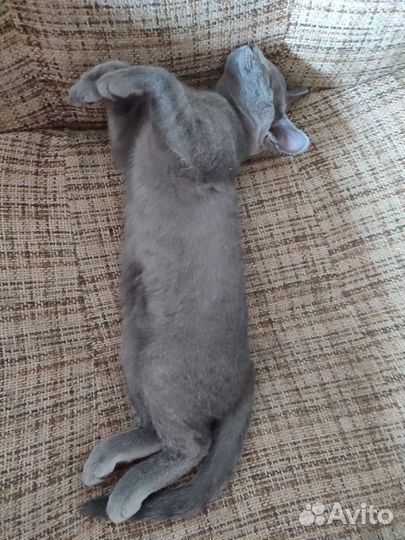 Шикарный котенок ищет дом