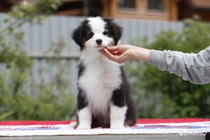 Австралийская овчарка Аусси