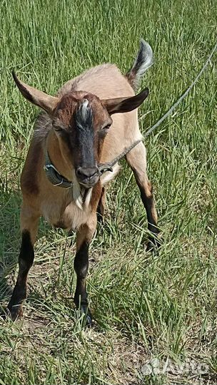 Козел на вязку