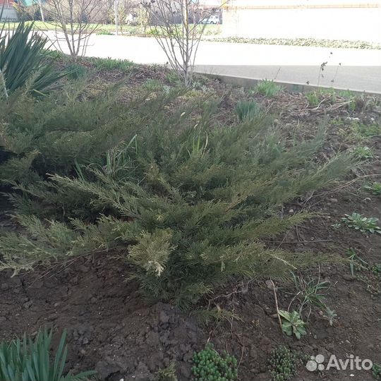 Можжевельник