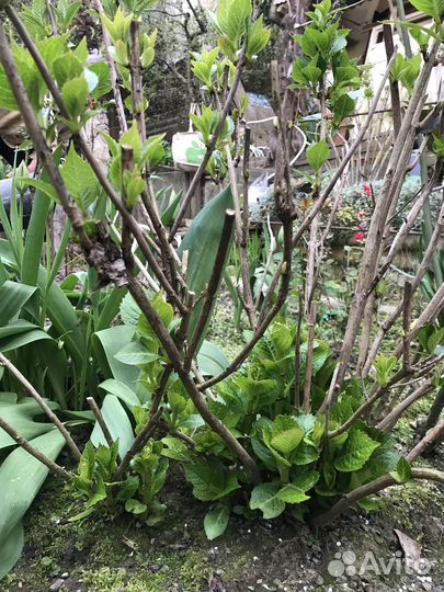 Гортензия крупнолистная