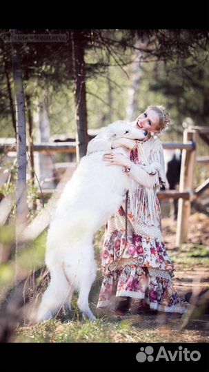 Аренда собак- Русских Псовых Борзых для фотосессии
