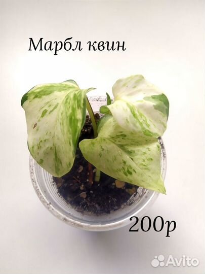 Филодендрон сциндапсус