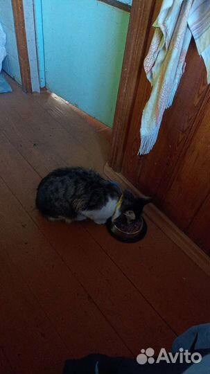 Отдам кота в добрые руки