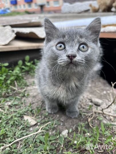 Котенок в добрые руки