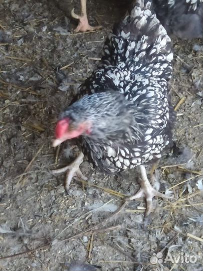 Семья кур виандот 3+1