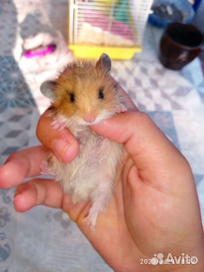 Сирийский хомяк девочка
